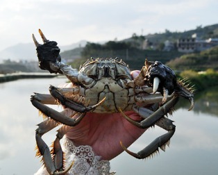阳澄湖大闸蟹